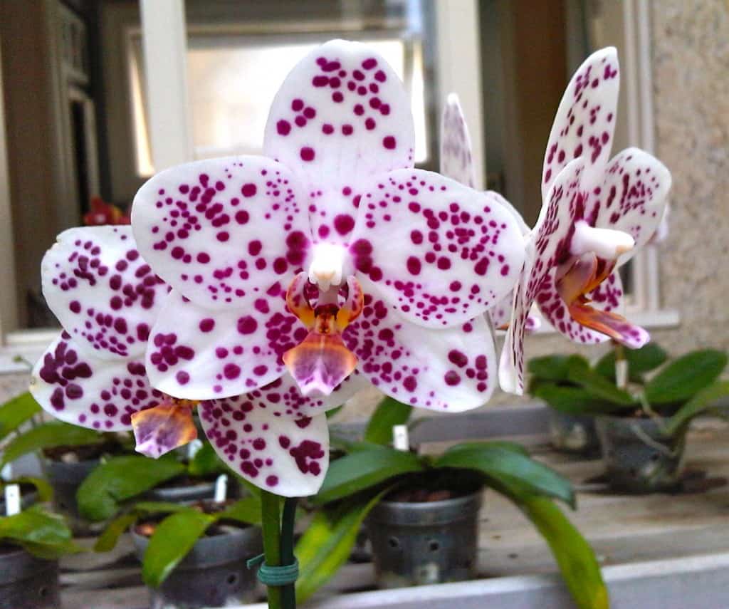 As orquídeas podem ser cultivadas em apartamentos, desde que seguindo seus cuidados específicos.