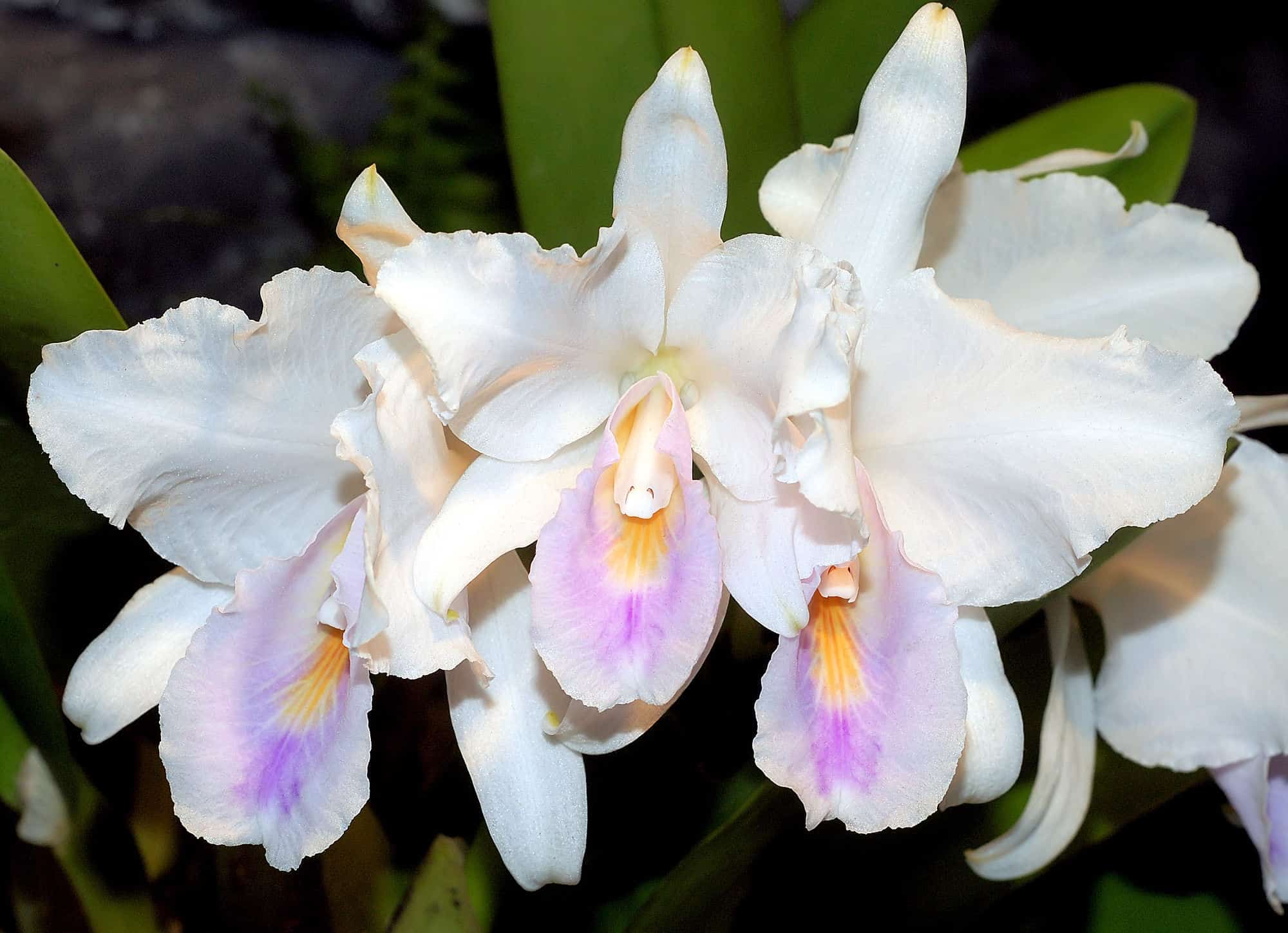 A orquídea Cattleya são uma das espécies mais cultivadas.