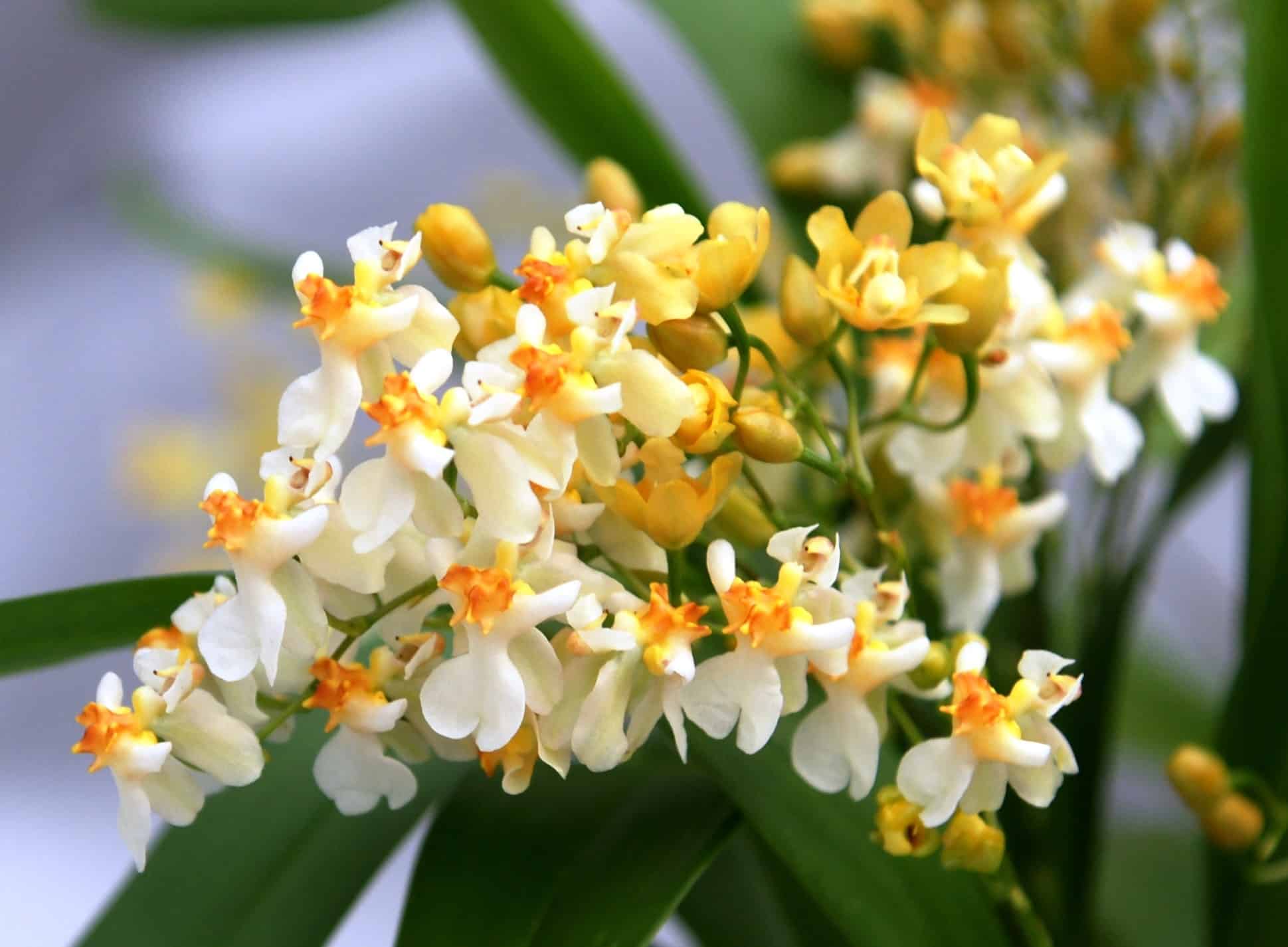 Orquídeas do gênero Oncidium como a Twinkle Jasmin adoram luz.