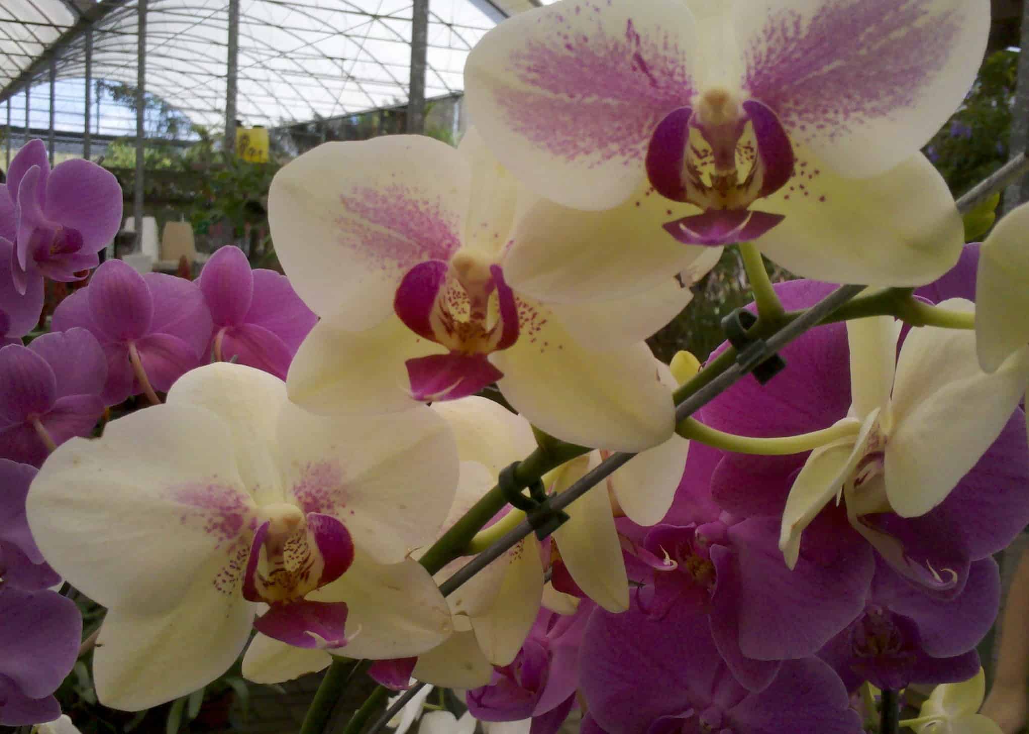 As orquídeas Phalaenopsis é uma das espécies mais populares e fáceis de cultivar.