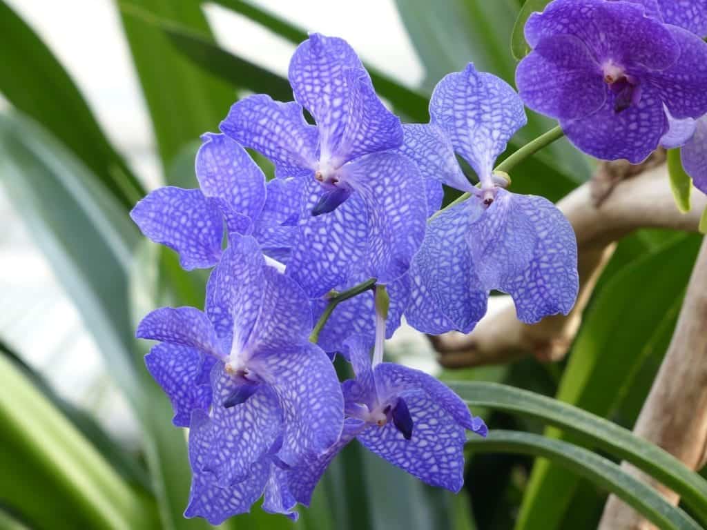 As orquídeas Vandas possuem cores muito variadas.