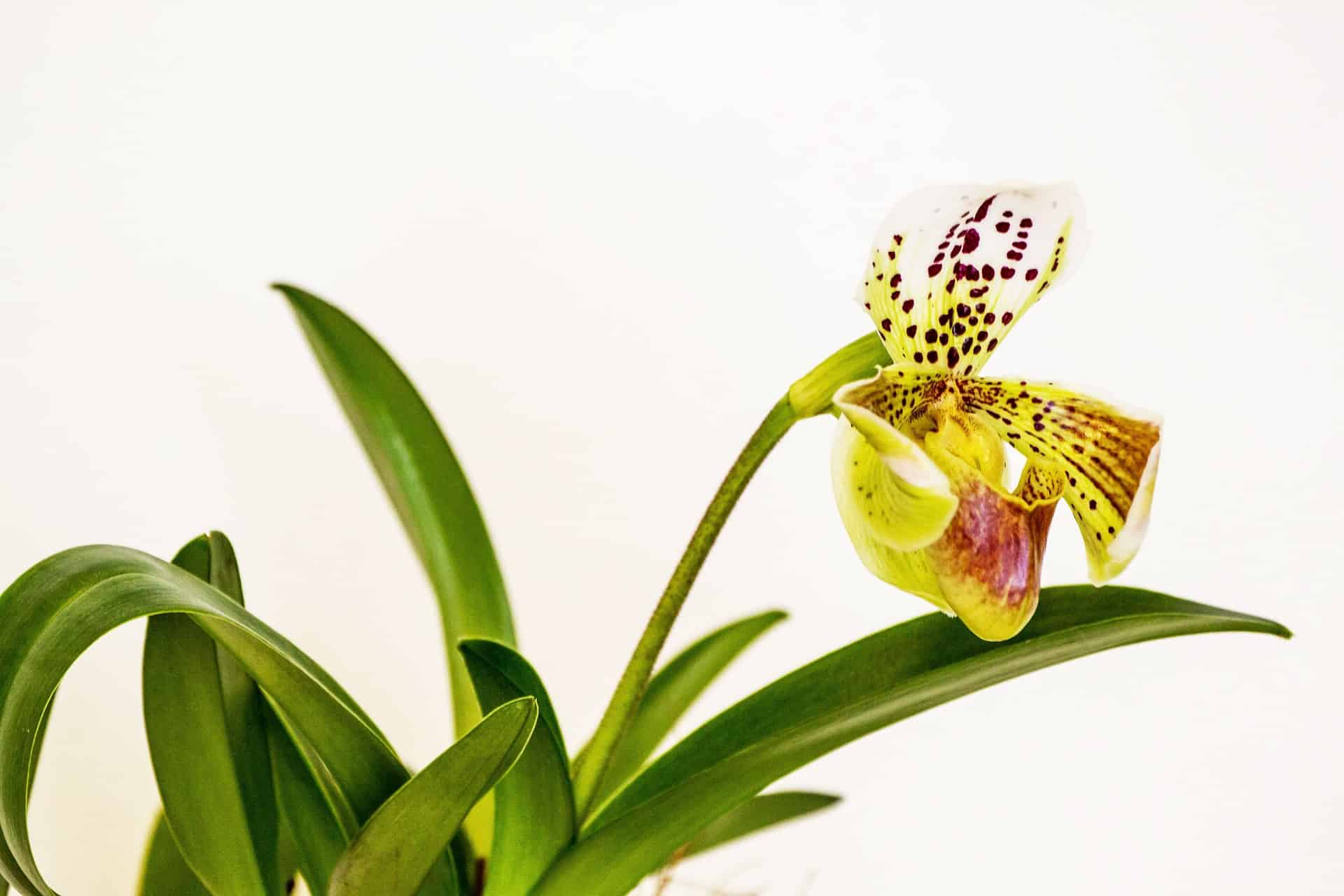 Para saber como cuidar de orquídeas é preciso observar suas folhagens.