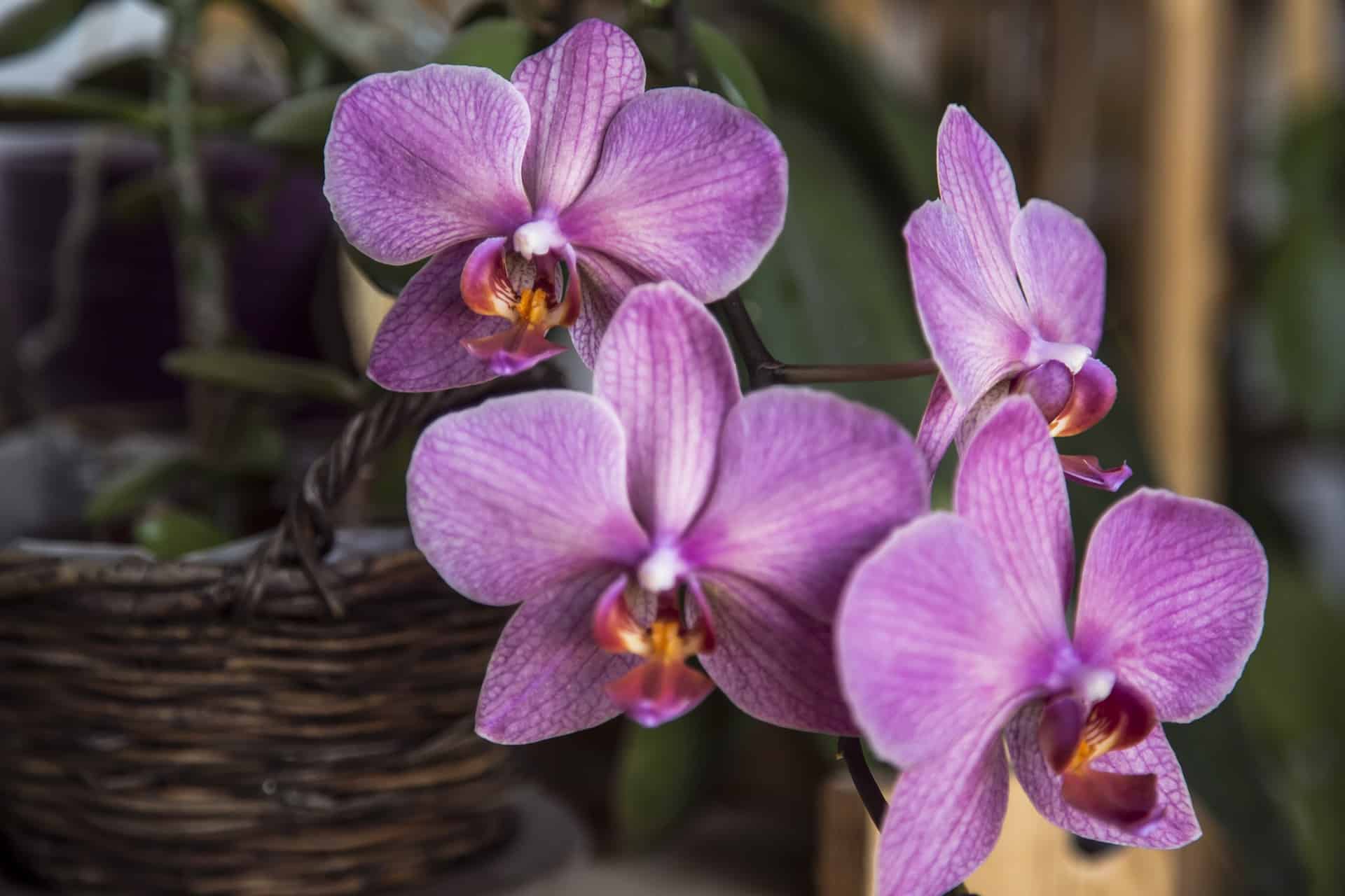 Saber como cuidar de orquídeas em vasos é mais fácil que se imagina.