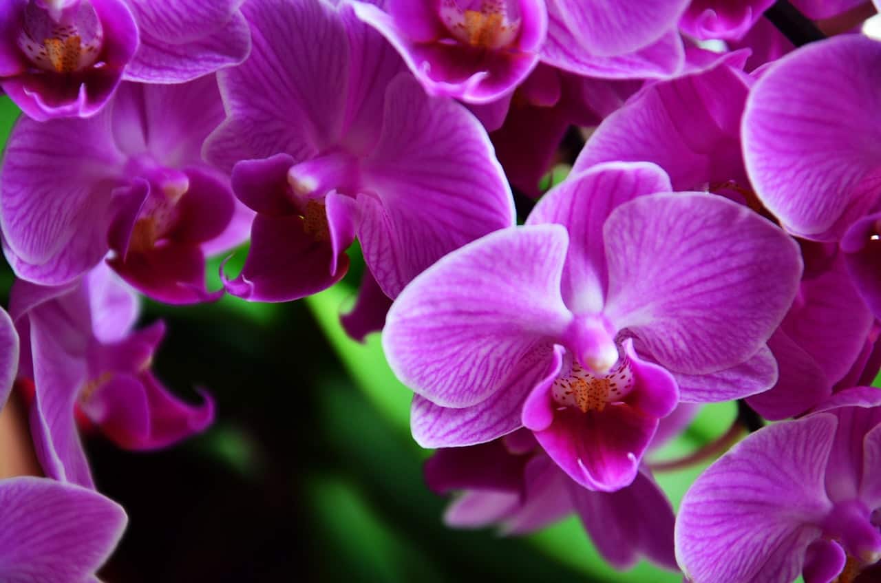 As orquídeas não gostam de regas excessivas.