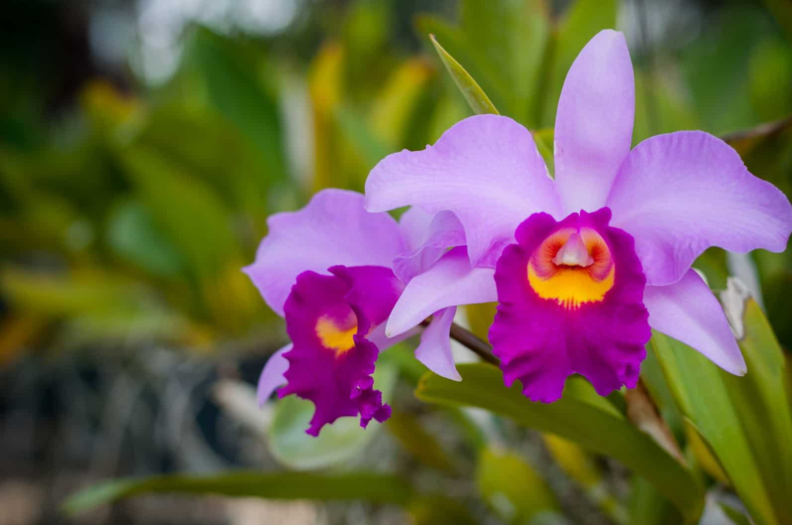 como cuidar de orquídeas