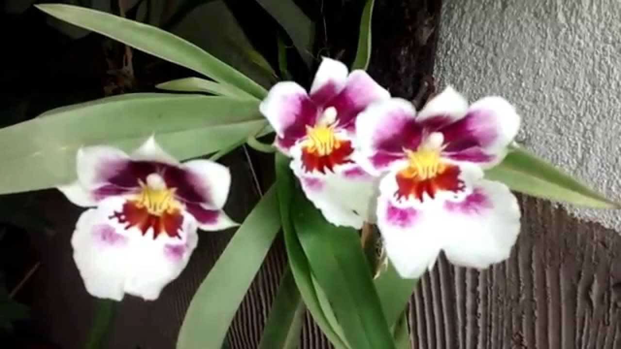 É preciso saber identificar a espécia para saber como cuidar de orquídeas.