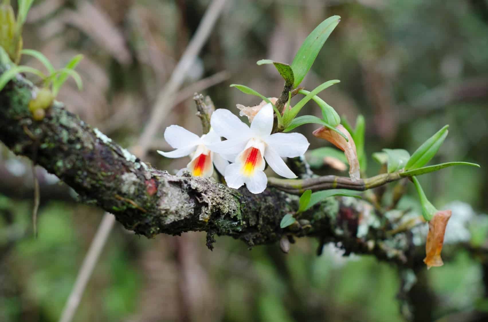 Idealmente, as orquídeas podem ser cultivadas em árvores.