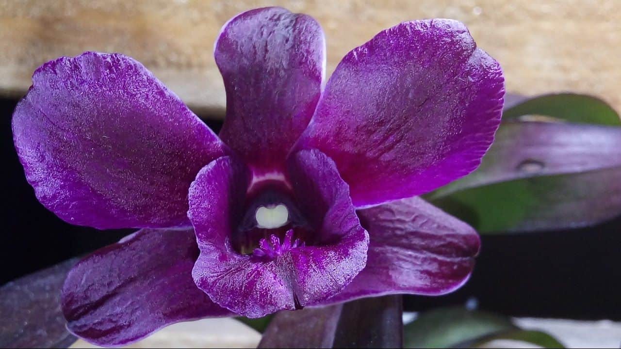 Como fazer mudas de orquídeas Dendrobium.