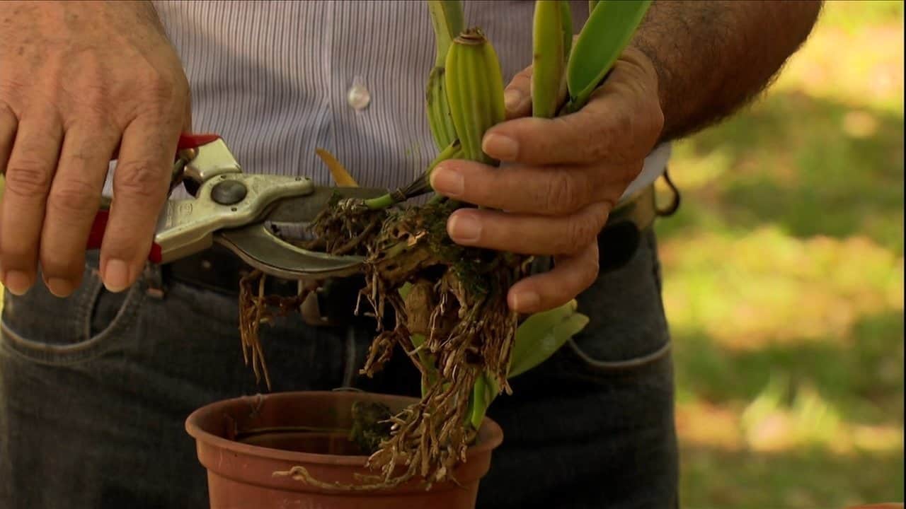 Existem dois tipos de crescimento que permitem aprender como fazer mudas de orquídeas.