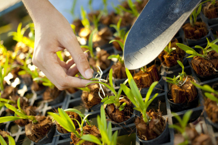 como fazer mudas de orquídeas