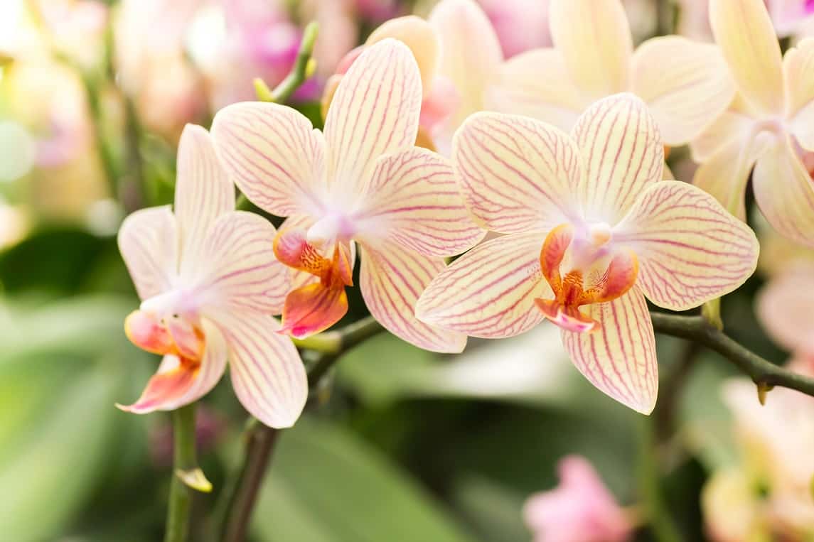 Como fazer mudas de orquídeas: keikis