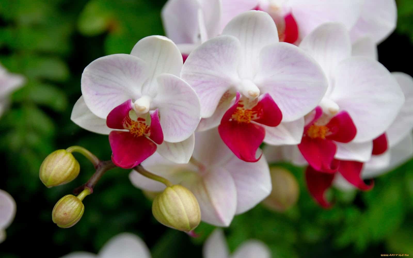 Para saber como regar orquídeas corretamente observe a aparência das folhas e flores.