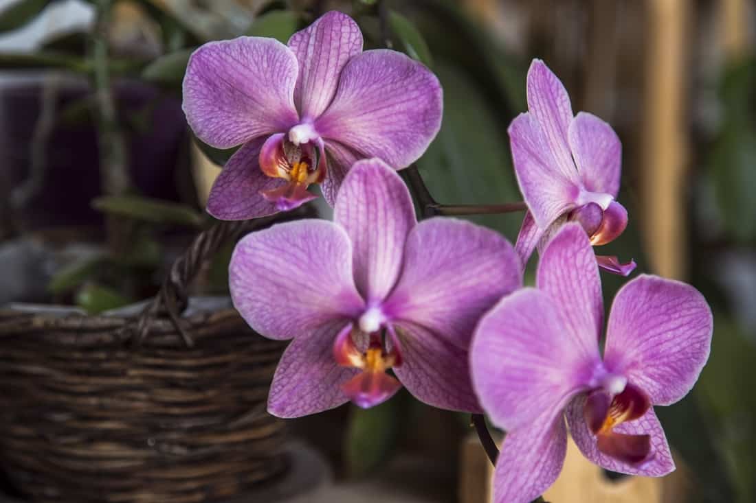 Cada substrato irá influenciar na forma de como regar orquídeas.