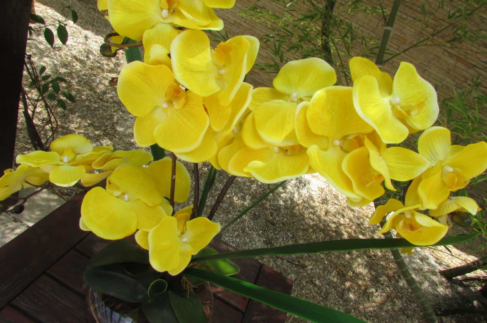 A umidade relativa do ar influencia em como regar orquídeas.