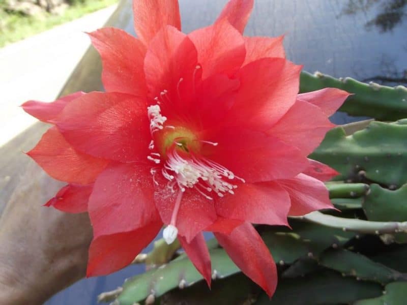 Flor Dama da Noite (Epiphyllum Oxypetalum): Como Plantar?