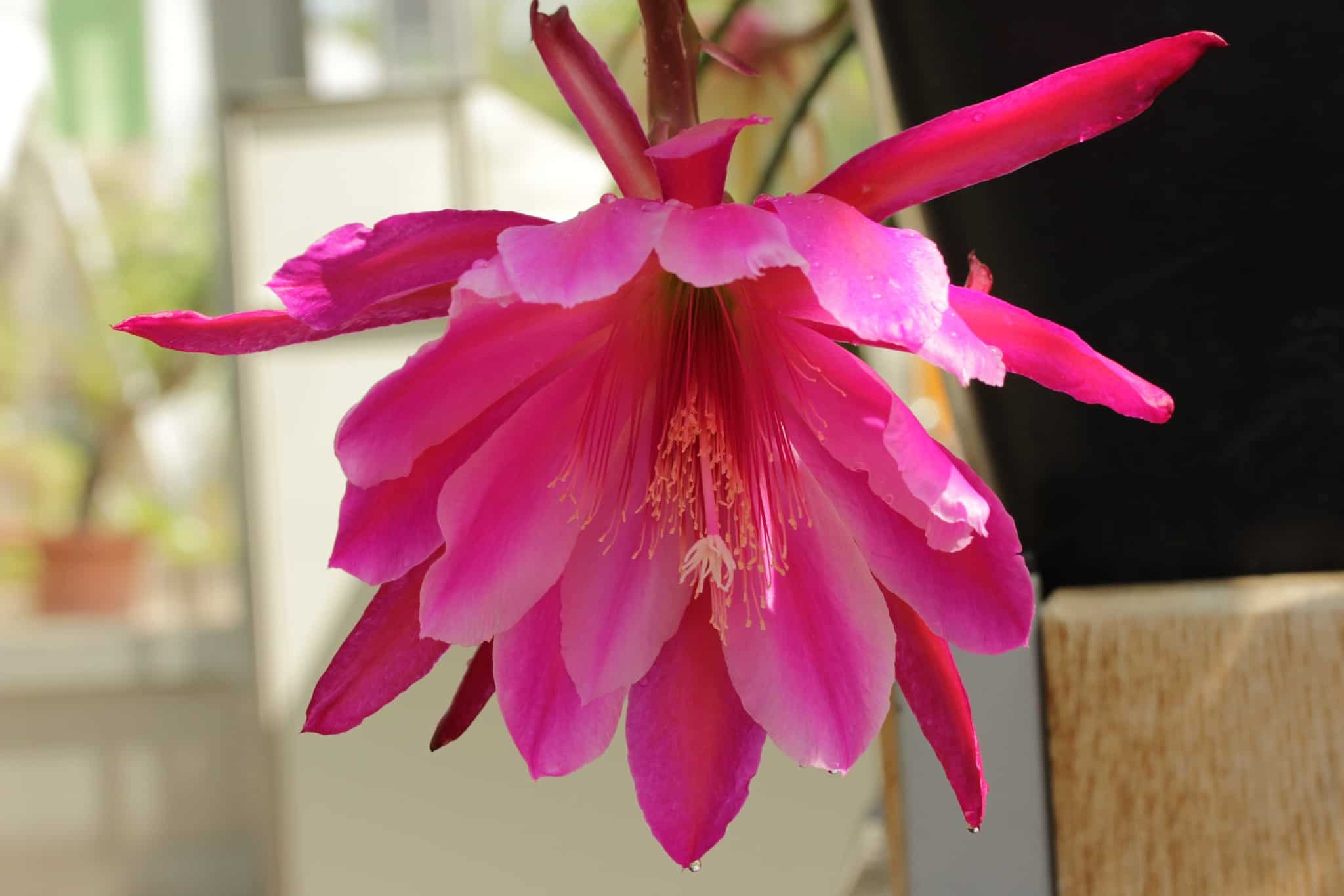 A flor Dama da Noite Fucsia é raríssima.