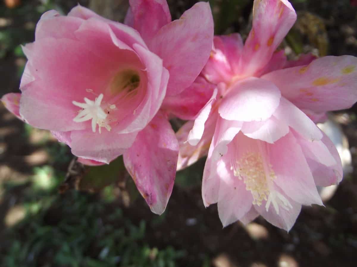 A flor Dama da Noite Rosa é delicada e romântica.