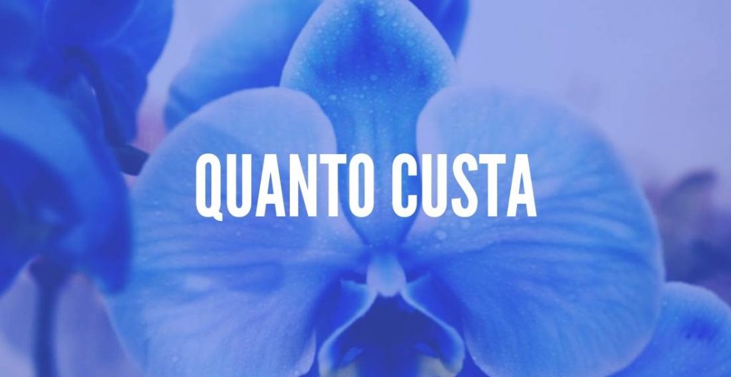 Orquídeas Azul: Preço, Natural ou Artificial? Qual o seu Segredo?  (Phalaenopsis)