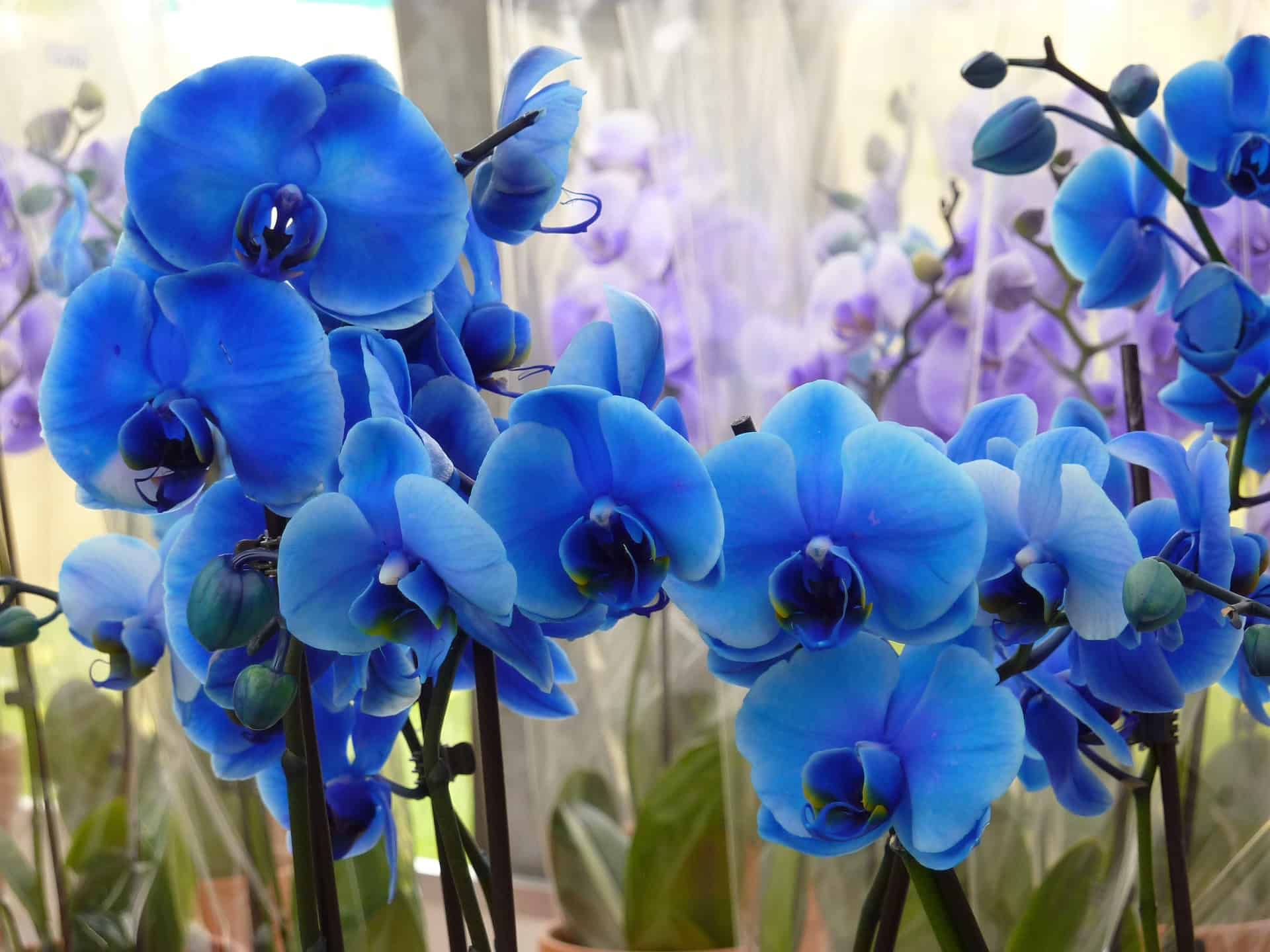 As orquídeas azul são produzidas na Holambra e podem ser encontradas em floriculturas.