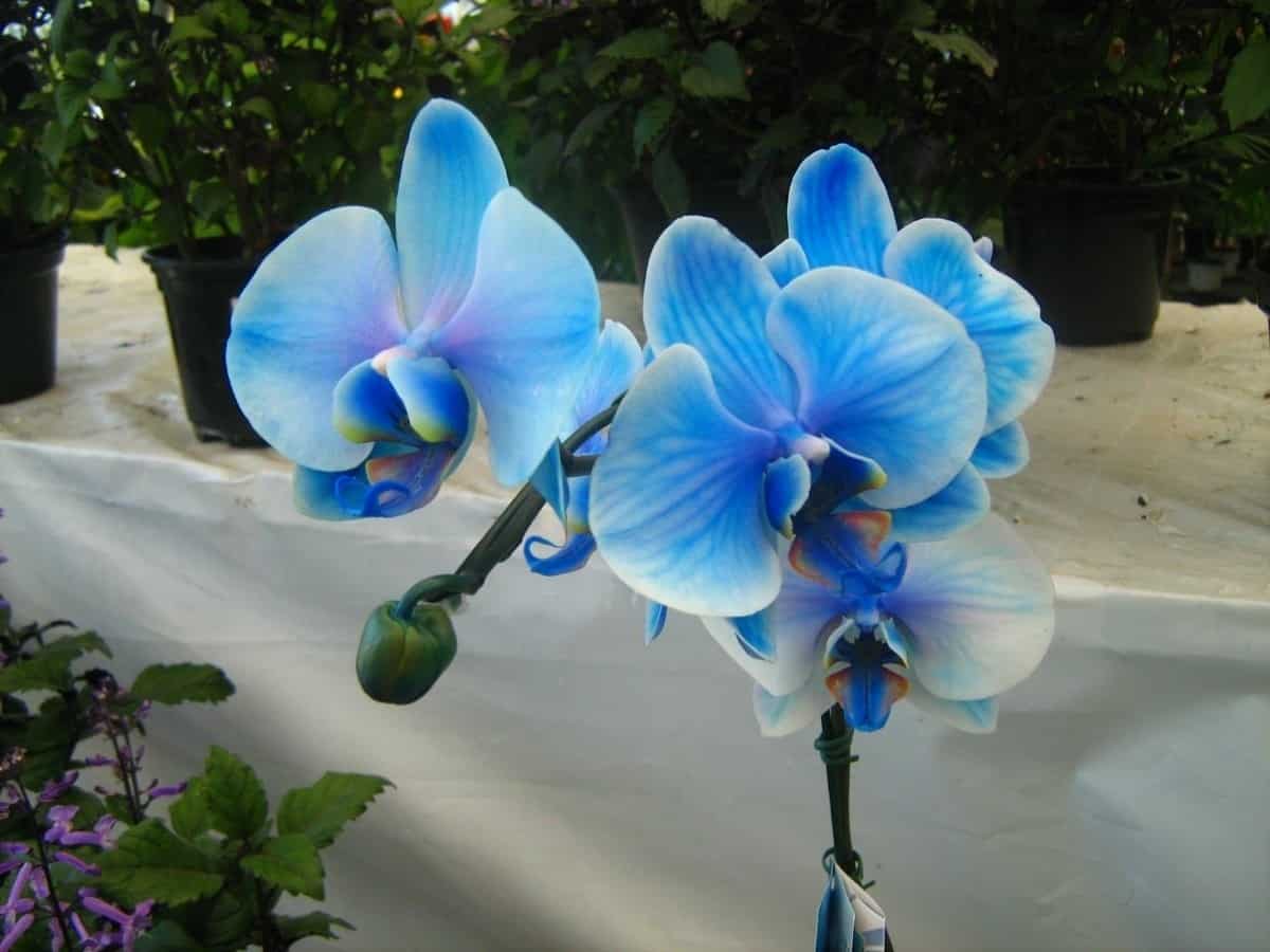 As orquídeas Azul transmitem tranquilidade, paz e harmonia aos ambientes,