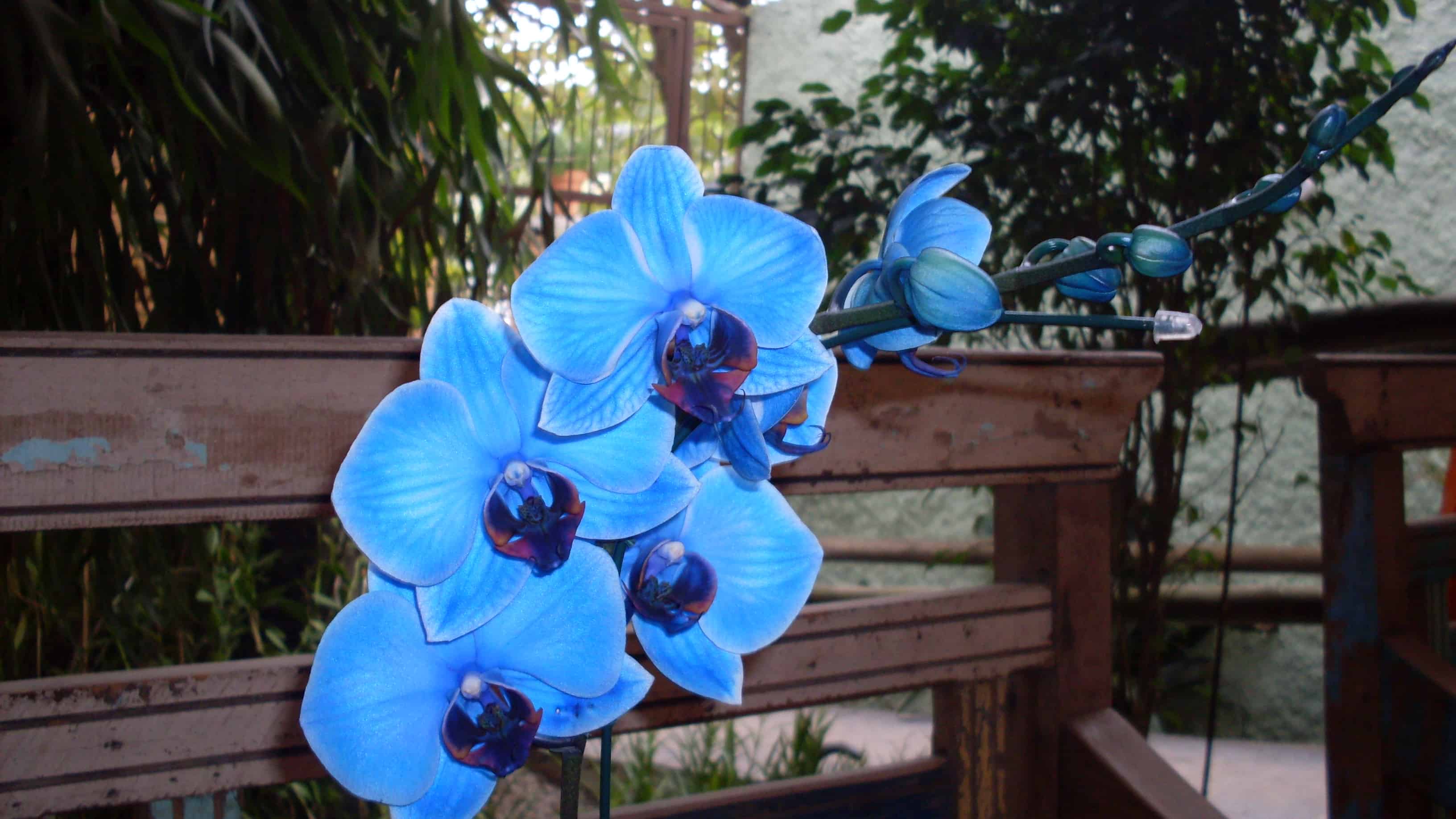 As orquídeas Azul devem ter cuidados especiais para manter suas flores por mais tempo.