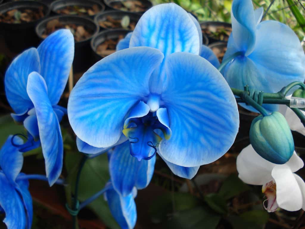 As orquídeas azul são artificialmente produzidas, por isso não são encontradas na natureza.