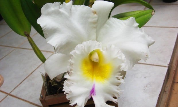Espécie de Orquideas Brancas: orquidea brassocattleya pastoral innocence.