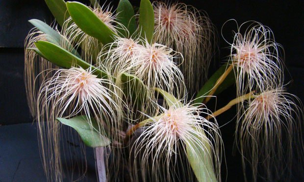 Espécie de orquídeas brancas: bulbophyllum-medusa