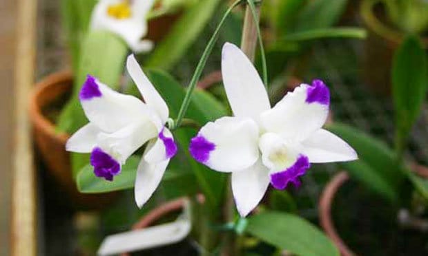 Espécie de Orquideas Brancas: orquidea cattleya haw yuan angel.