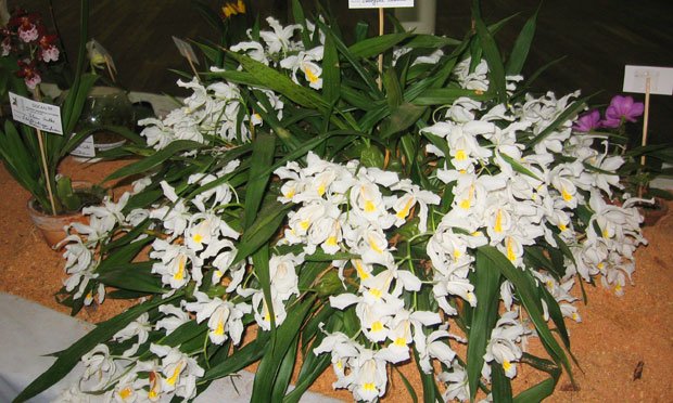 Espécie de Orquideas Brancas: orquídea coelogyne-cristata.