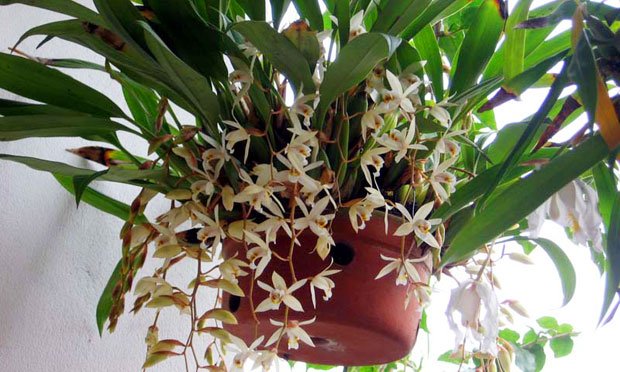 Espécie de Orquideas Brancas: orquidea coelogyne flaccida.