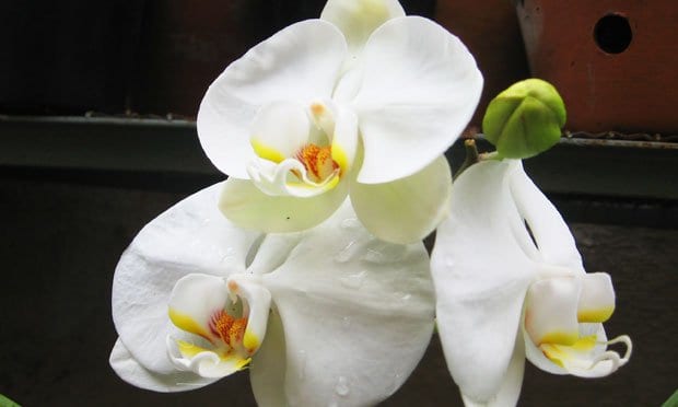 Espécie de Orquideas Brancas: orquidea phalaenopsis amabilis.