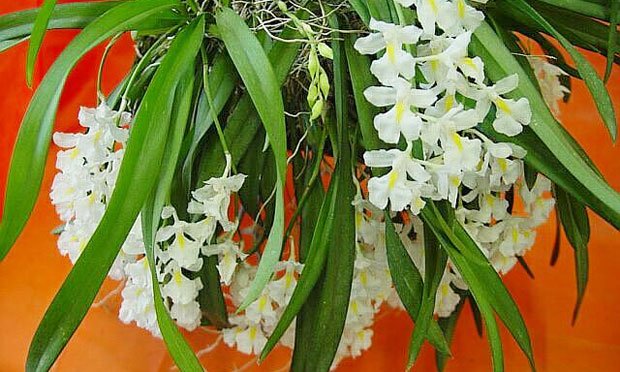 Orquídeas Brancas: Significado, Como Cuidar e Utilizar na Decoração - TC