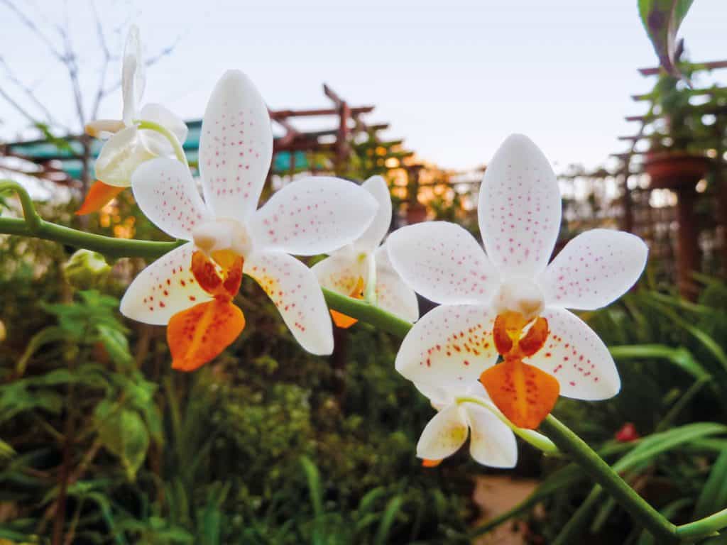 Existem folhas reduzidas ou modificadas que ajudam a identificar as orquídeas pelas folhas,