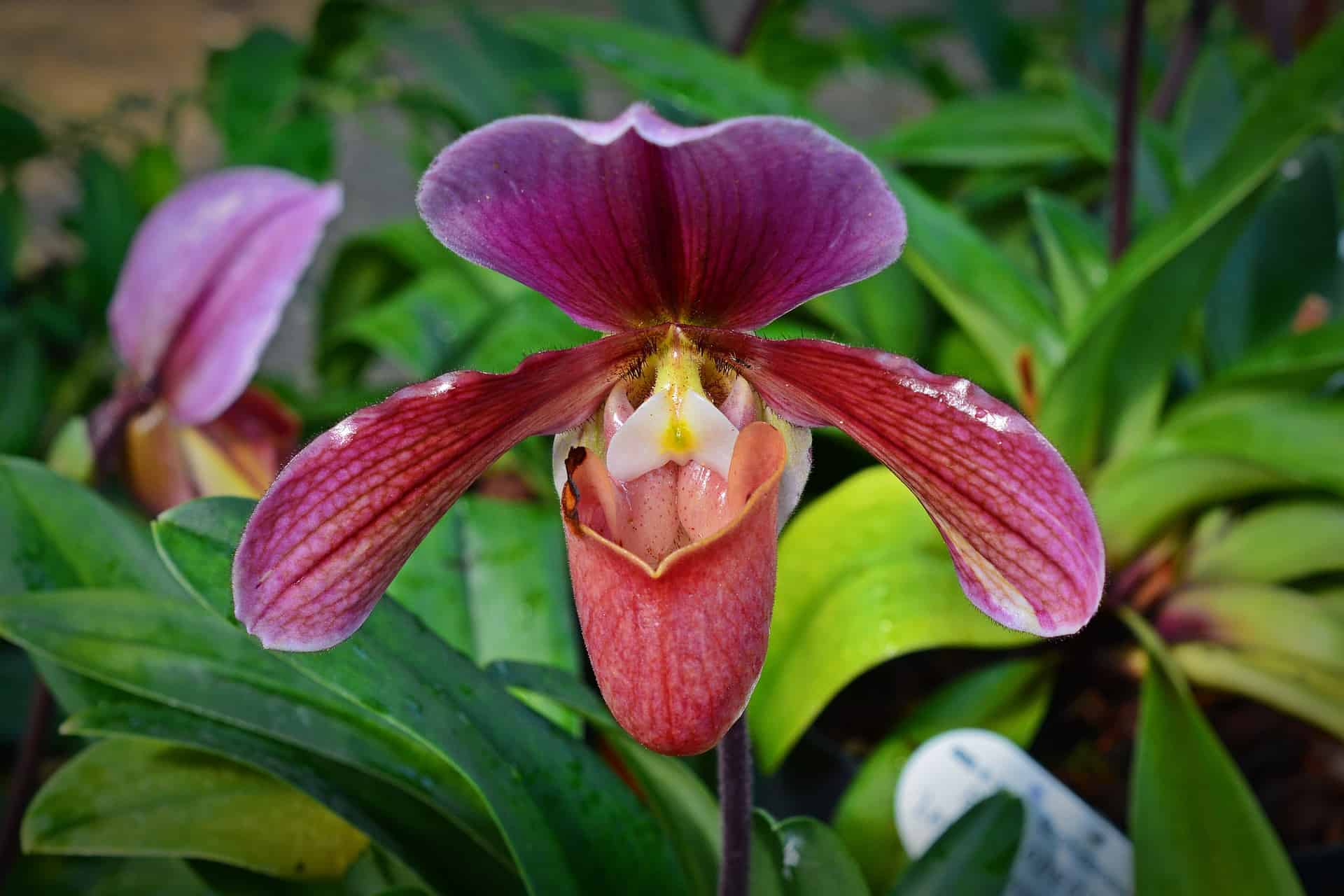 Como Identificar Orquídeas pelas Folhas - TC