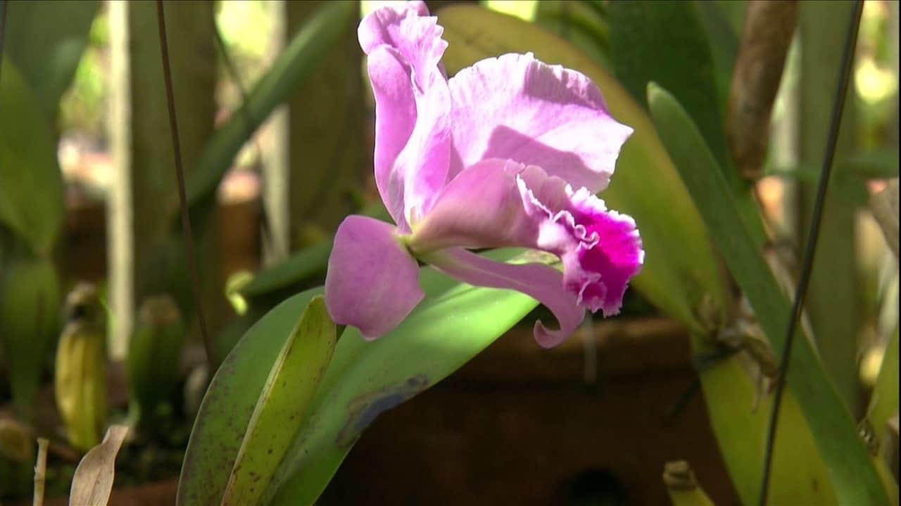 Sabendo algumas características você consegue ter como identificar orquídeas pelas folhas,