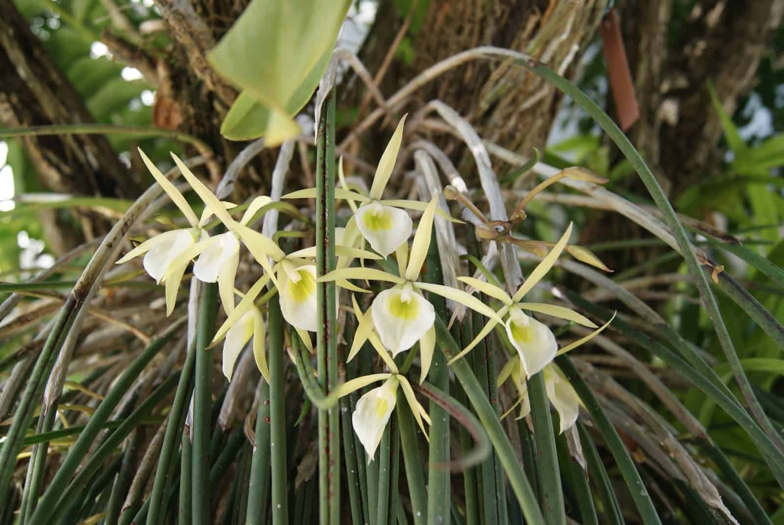 É fácil entender como identificar orquídeas pelas folhas de diferentes espécies.