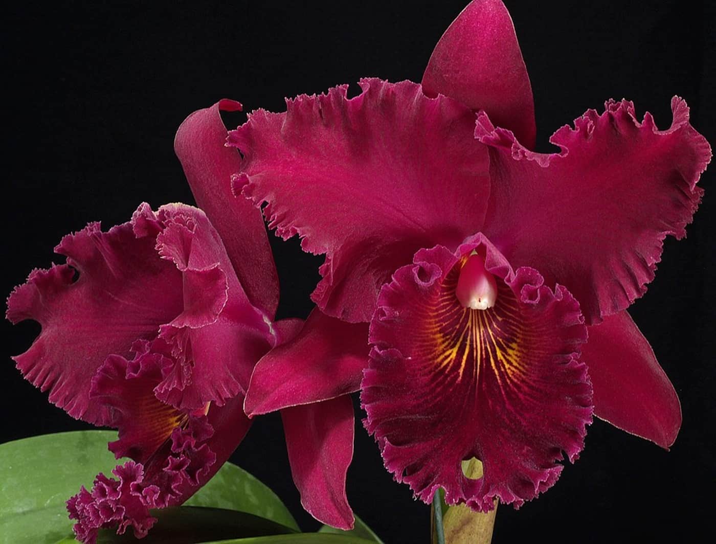 Orquídeas Vermelhas: Como Cultivar Essas Raridades - TC
