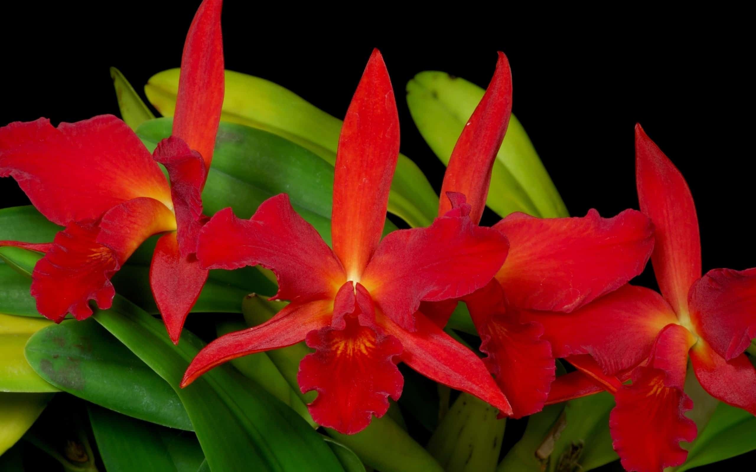 As orquídeas vermelhas são raras e difíceis de encontrar.