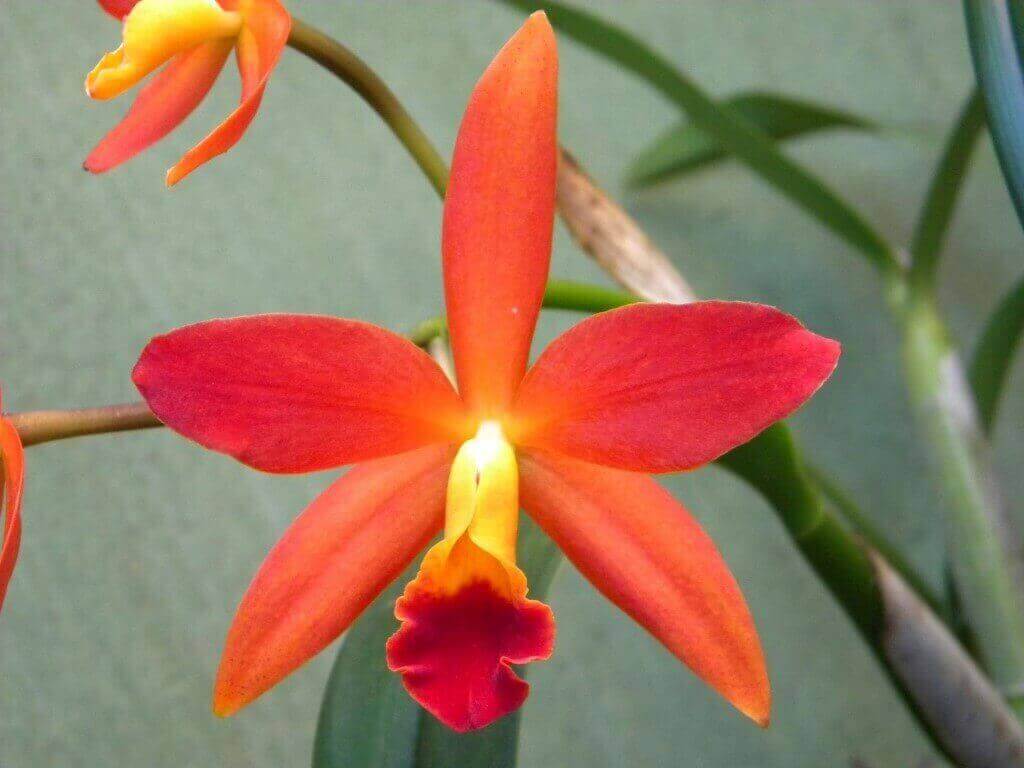 Existem muitas espécies de orquídeas vermelhas e híbridos.
