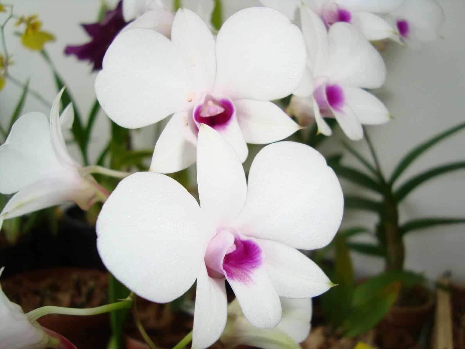 Não há restrições quanto à decoração de ambinetes com orquídeas brancas.