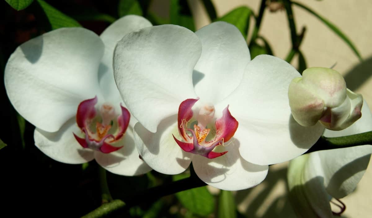 As orquídeas brancas necessitam dos mesmos cuidados que qualquer planta da mesma espécie.