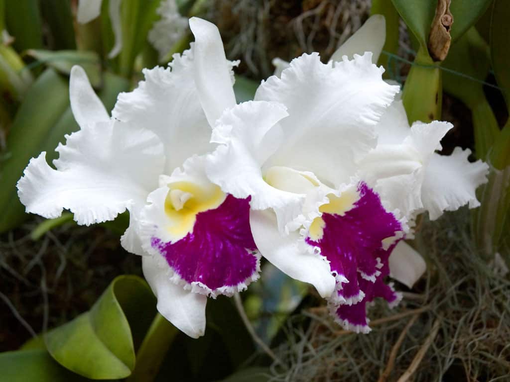 As orquídeas brancas representam a pureza, tranqulidade e amor puro.