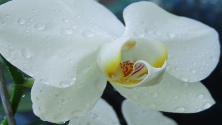 orquídeas brancas