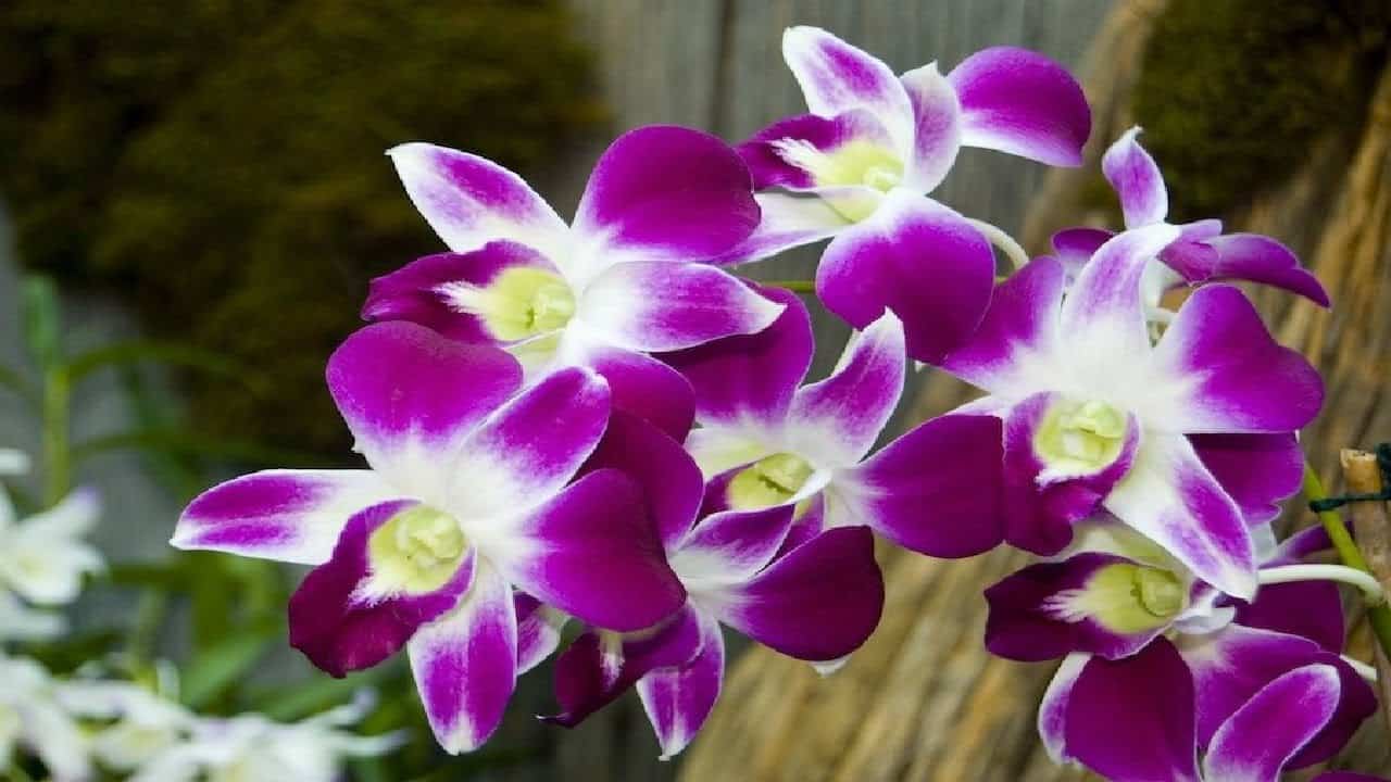 A iluminação correta é essencial para quem quer aprender como cuidar de orquídeas.