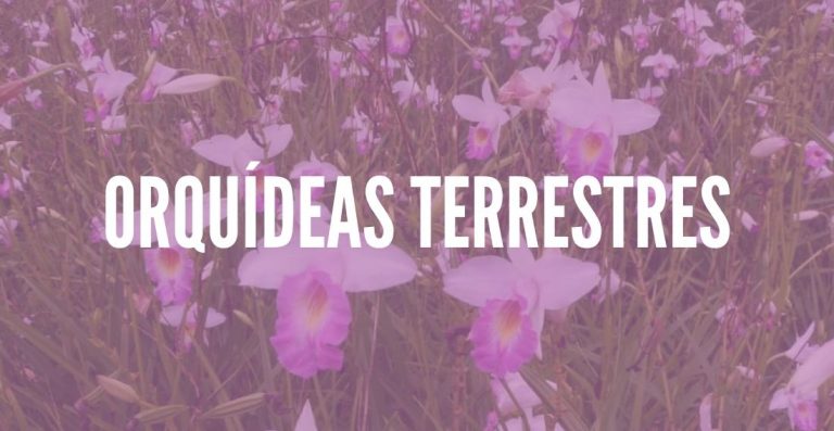 Orquídeas Terrestres