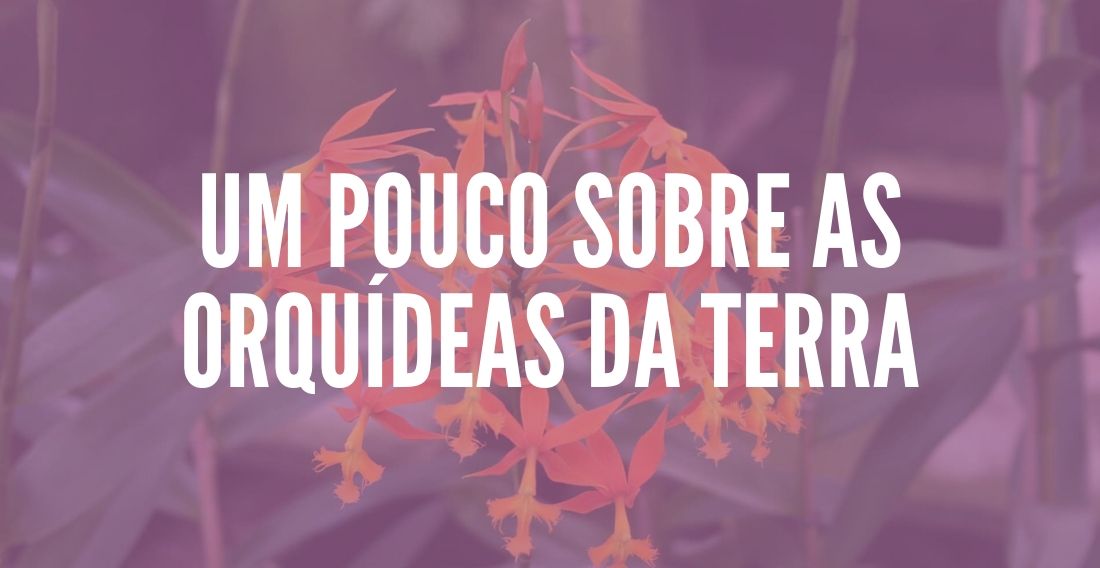 Um pouco sobre as orquídeas da terra