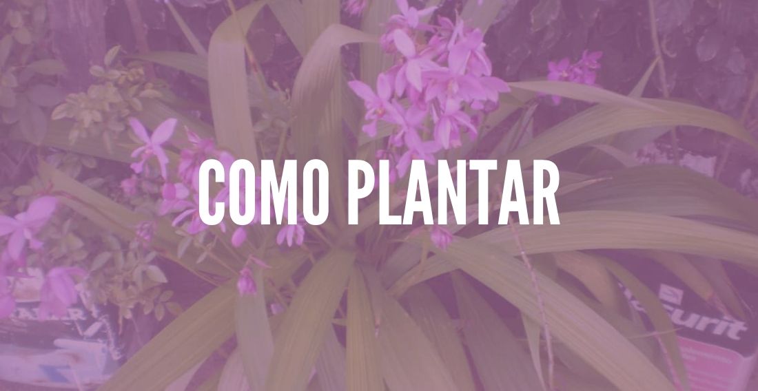 Como plantar Orquídeas Terrestres