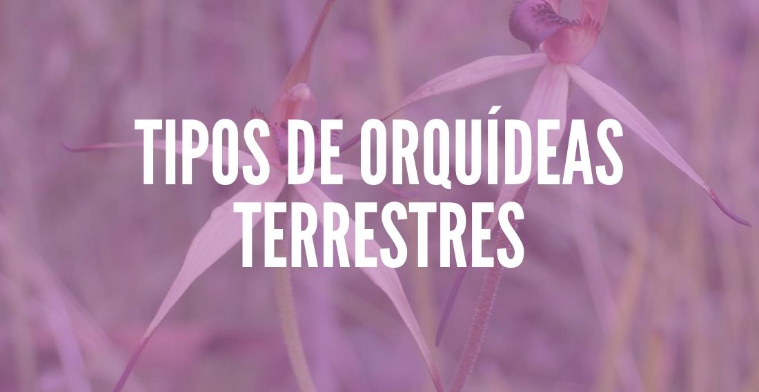 Tipos de Orquídeas Terrestres