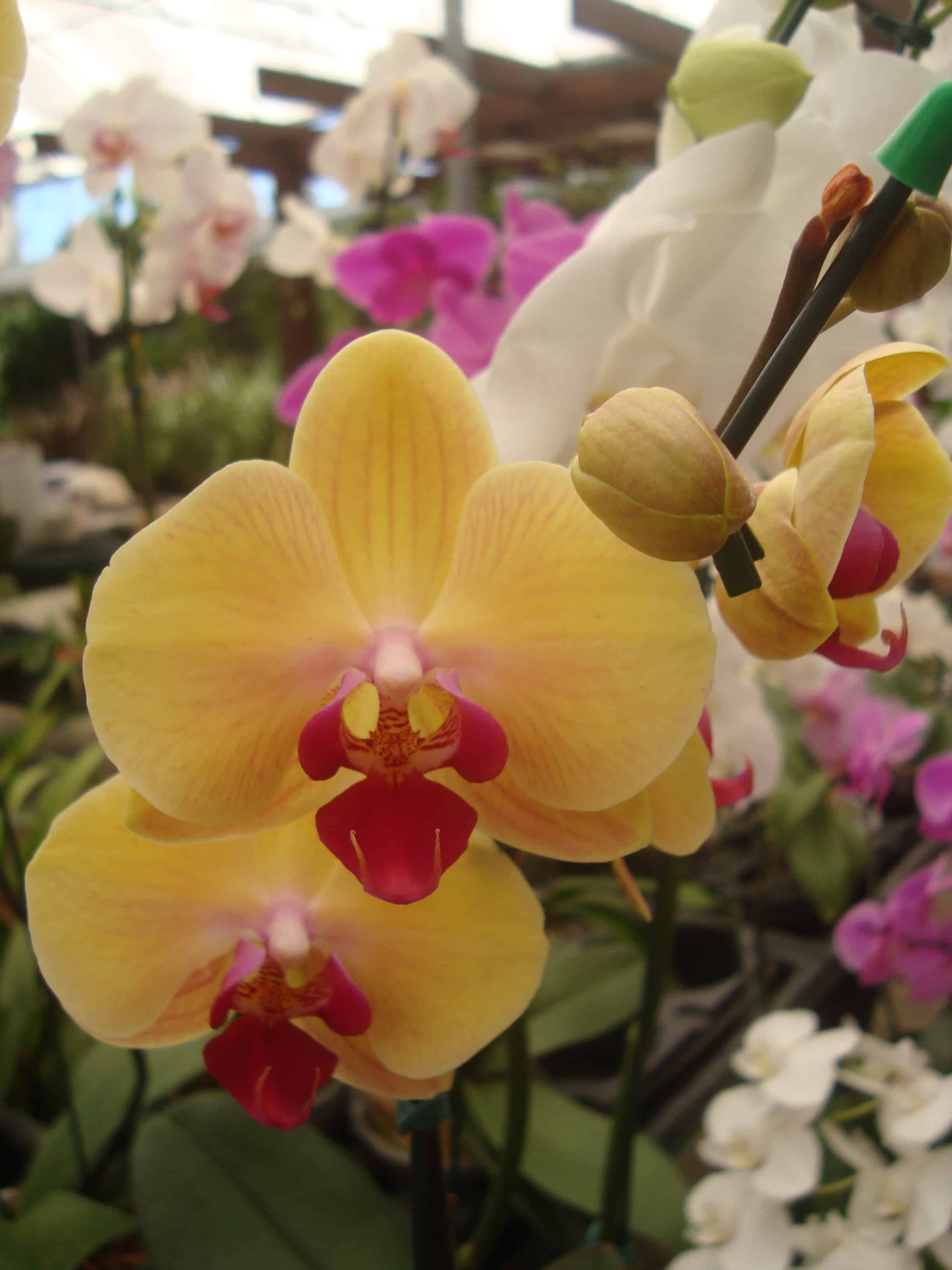 Orquídea Phalaenopsis amarela